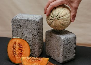 A Person Holding a Melon Fruit