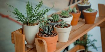 Green Indoor Potted Plant Lot