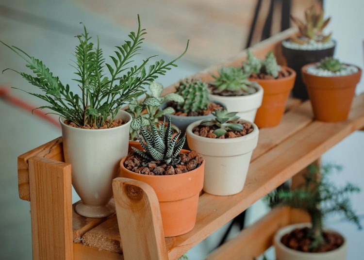 Green Indoor Potted Plant Lot